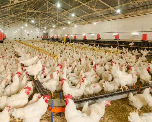 耐腐蝕系列-畜牧消毒