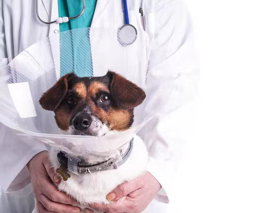 耐腐蝕系列-寵物(wù)消毒